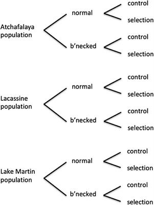 Response to Selection for Increased Heat Tolerance in a Small Fish Species, With the Response Decreased by a Population Bottleneck